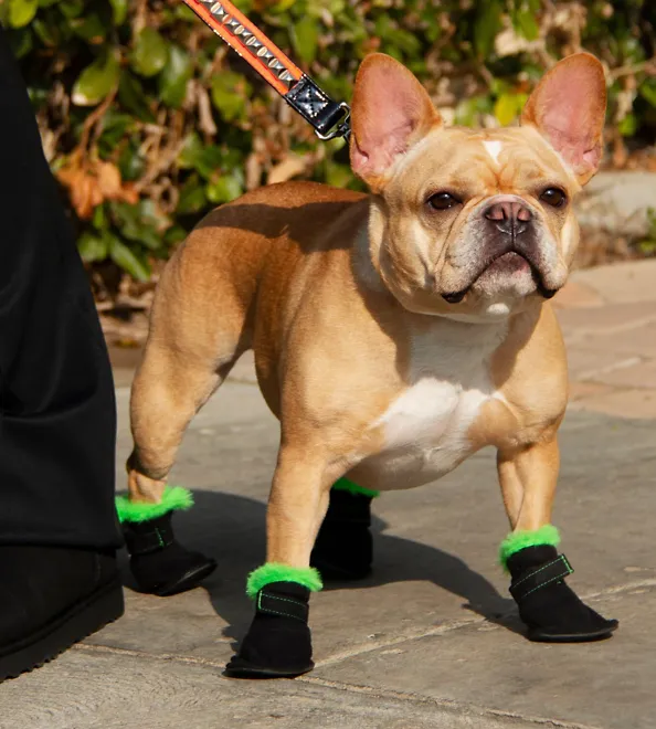Ugg X Vip Dog Booties.